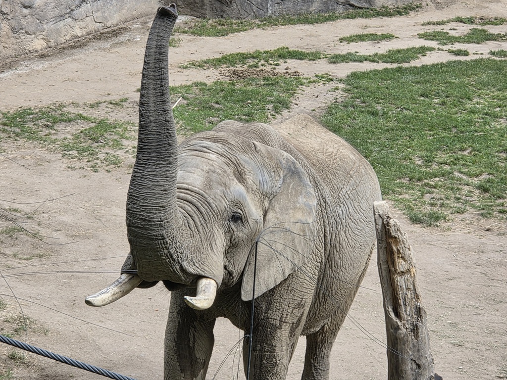 2 Elefant.jpg