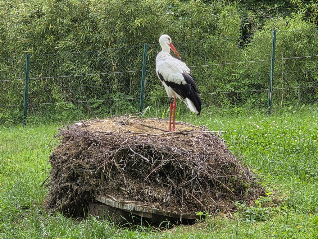 3 Storch.jpg