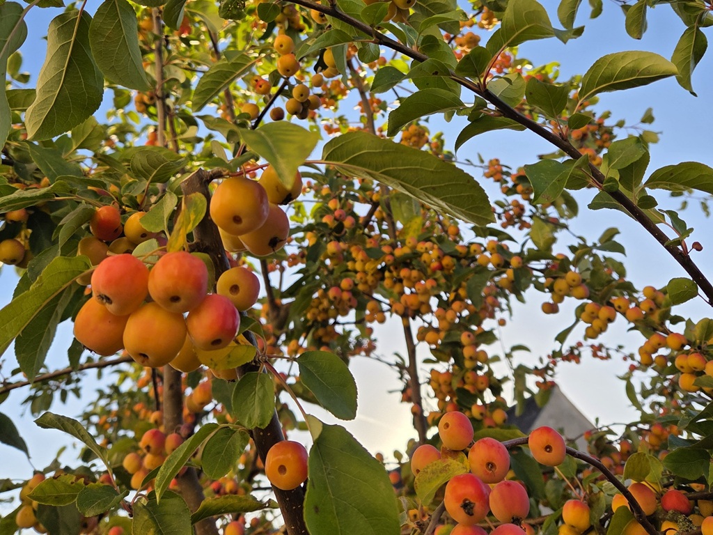 20260925_Obst.jpg